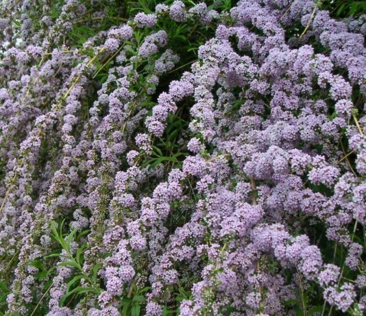 6 причин выращивать буддлею очереднолистную - Цветник и ландшафт 6 причин выращивать буддлею очереднолистную