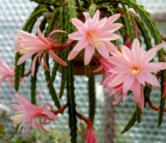 Эпифиллюмы — обильно цветущие лесные кактусы - Красивоцветущие Эпифиллюм 'Wendy'