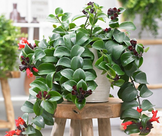 Эсхинантус великолепный, или прекрасный «Мона Лиза» (Aeschynanthus pulcher, Mona Lisa)
