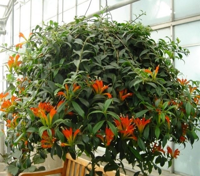Эсхинантус красивый (Aeschynanthus speciosus)