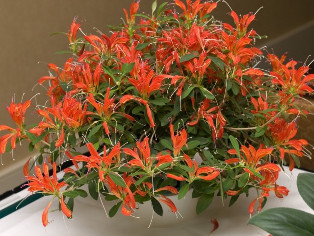 Эсхинантус приземистый (Aeschynanthus humilis)