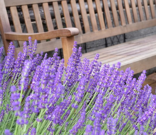 Лаванда узколистная из семян — подарите себе лавандовое поле!
