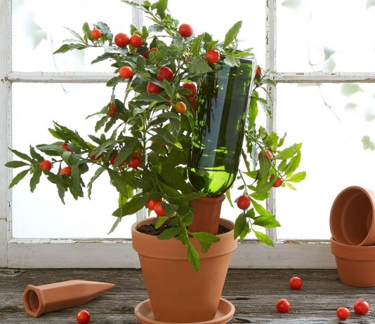 Как позаботиться о комнатных растениях, отправляясь в отпуск - Бромелиевые Как позаботиться о комнатных растениях, отправляясь в отпуск