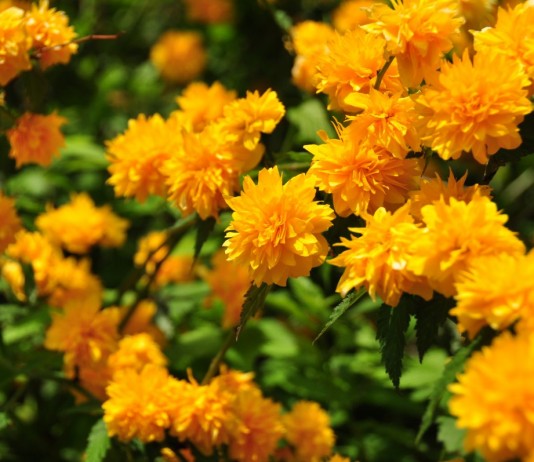 Керрия японская — идеальный кустарник для «ленивых» садоводов - Цветник и ландшафт Керрия японская — идеальный кустарник для «ленивых» садоводов