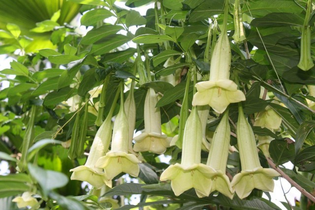 Кубанола доминиканская (Cubanola domingengsis) Кубанола доминиканская (Cubanola domingengsis)