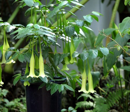 Комнатная кубанола — растение-гигант с шоколадным ароматом - Редкие и необычные Комнатная кубанола — растение-гигант с шоколадным ароматом