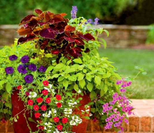 Лучшие комнатные растения для контейнерных композиций в саду