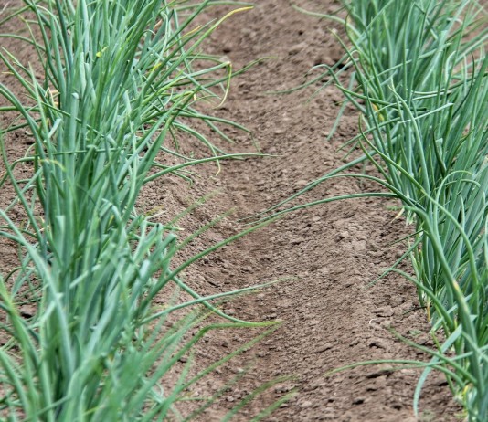 «Миура» — легко избавит от пырея и злаковых сорняков - Цветник и ландшафт «Миура» легко избавит от пырея и злаковых сорняков