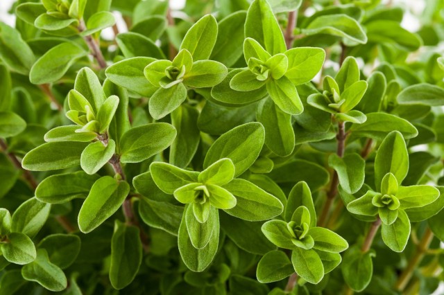 Майоран, или Душица, или Орегано (Origanum majorana)