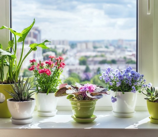 5 самых ярких комнатных растений, которые цветут всё лето