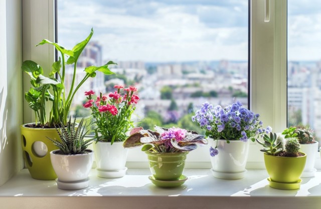 5 самых ярких комнатных растений, которые цветут всё лето