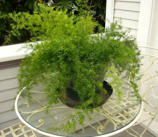 Аспарагус Шпренгера — лучший вариант для каскадного озеленения - Комнатные растения Аспарагус Шпренгера — лучший вариант для каскадного озеленения