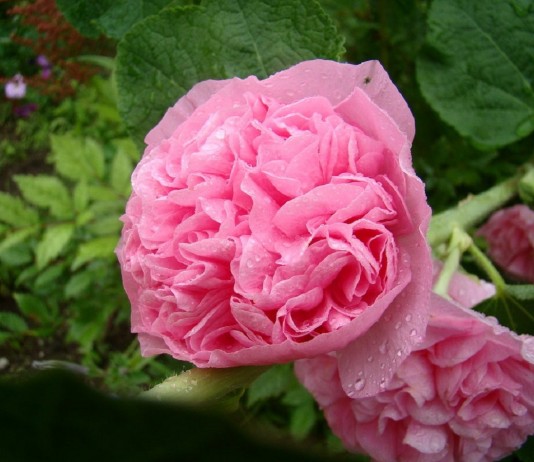 Замшевая шток-роза — королева цветников - Цветник и ландшафт Замшевая шток-роза — королева цветников