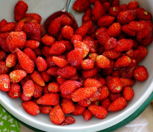 Земляника альпийская — мой опыт выращивания из семян - Ягодник