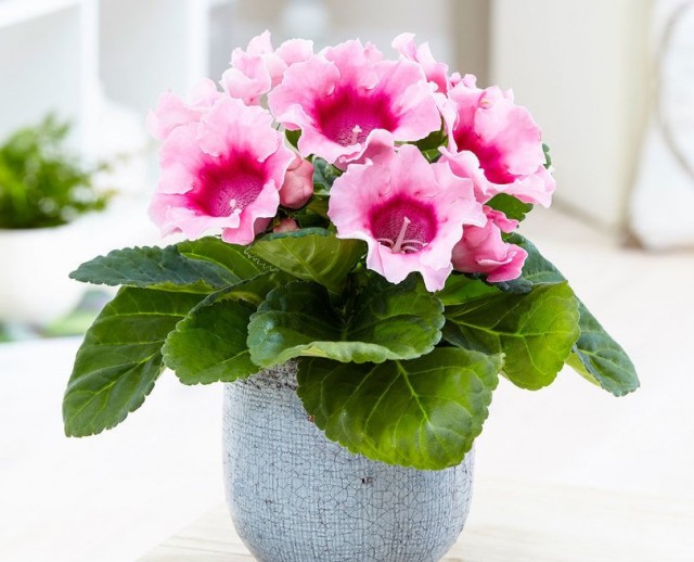 Синнингия прекрасная (Sinningia speciosa)