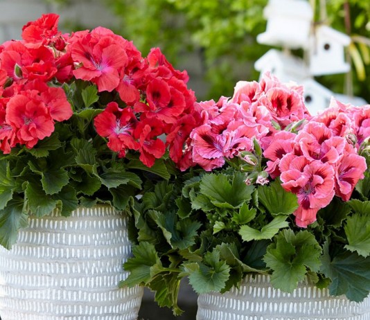 5 недолговечных комнатных растений с обильным цветением летом