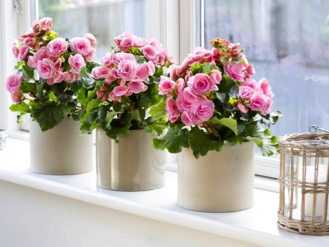 Бегония высокая (Begonia elatior)