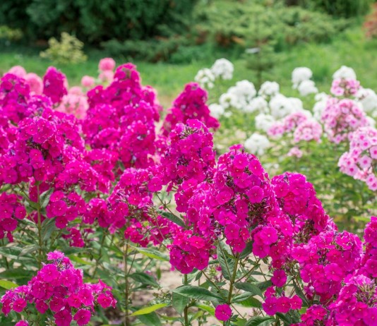 5 самых неприхотливых многолетних цветов, которые украшают мой сад в июле