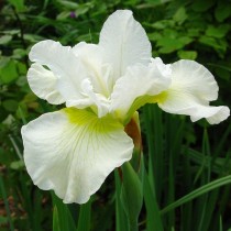 Ирис сибирский «Харпсвелл Хэппинесс» (Iris Sibirica 'Harpswell Happiness')