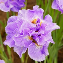 Ирис сибирский «Хэвинг Фан» (Iris sibirica 'Having Fun')