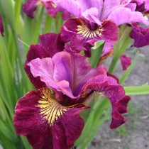 Ирис сибирский «Мисс Эппл» (Iris Sibirica 'Miss Apple')