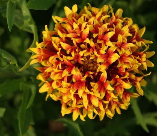 Безрассадный способ выращивания гайлардии «Лоллипап» - ТПК «РОСТИ» Гайлардия красивая "Лоллипап двухцветная"