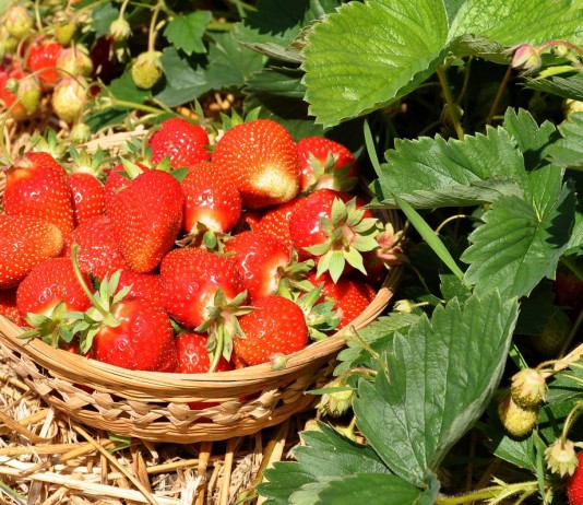 Чем подкормить клубнику после плодоношения