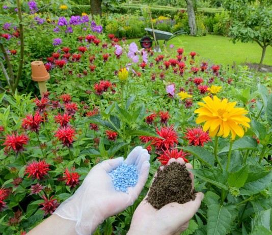 Чем удобрять декоративные и плодовые растения во второй половине лета?