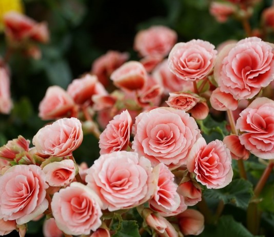 Комнатная бегония Элатиор — пышное цветение почти круглый год