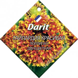 Гайлардия красивая «Лоллипап двухцветная»