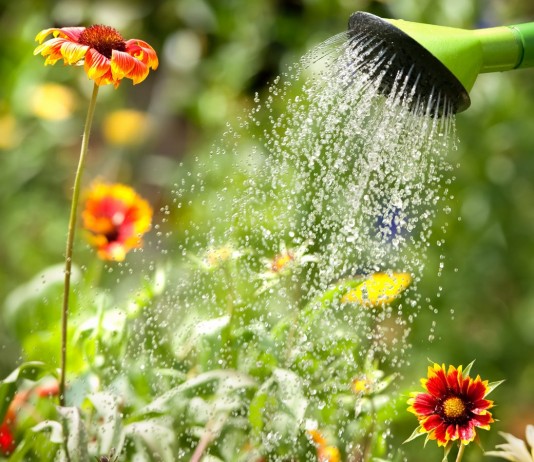 Как помочь растениям пережить жару