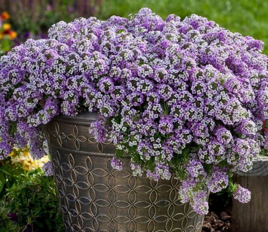 Комнатный алиссум — «подушки» цветов и медовый аромат - Цветник и ландшафт Комнатный алиссум — «подушки» цветов и медовый аромат