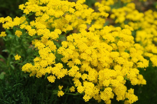 Алиссум скальный, или Ауриния скальная (Aurinia saxatilis)