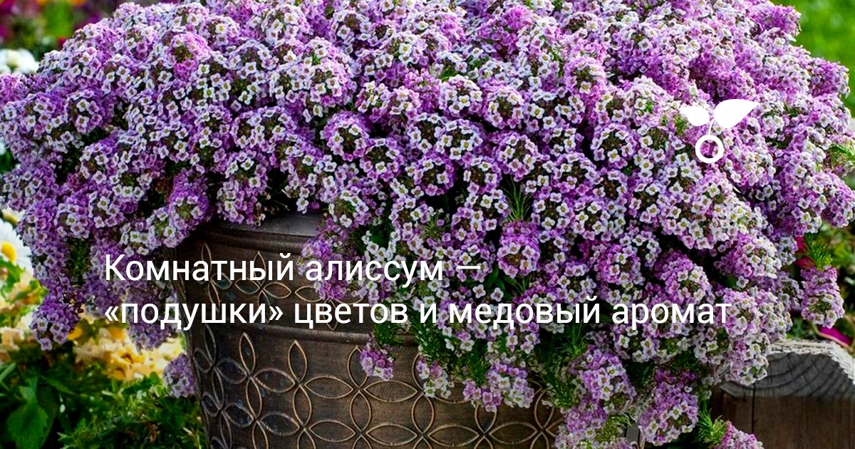 Комнатный алиссум — «подушки» цветов и медовый аромат