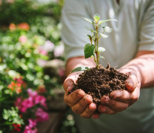 Летнее черенкование деревьев и кустарников — мифы и реальный опыт - Цветник и ландшафт Летнее черенкование деревьев и кустарников — мифы и реальный опыт