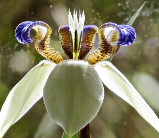 Шагающий ирис, или Неомарика — великолепная экзотика на подоконнике