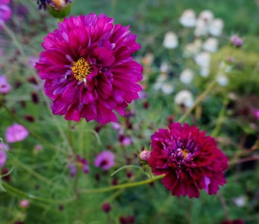 Космея «Кранберри Дабл клик»