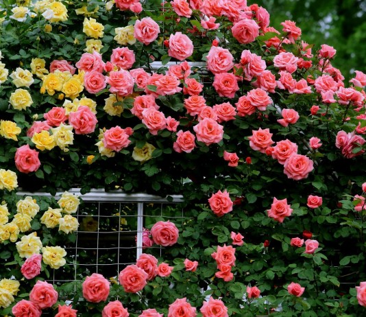 Размножение роз окулировкой — всё, что нужно знать начинающим цветоводам - Цветник и ландшафт Размножение роз окулировкой — все, что нужно знать начинающим цветоводам