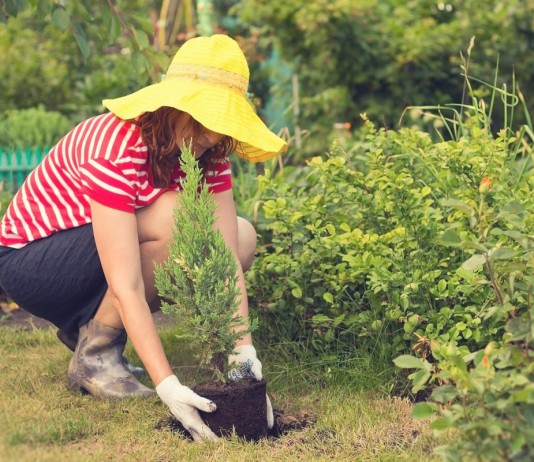 Секреты летней посадки саженцев - Цветы многолетние Секреты летней посадки саженцев