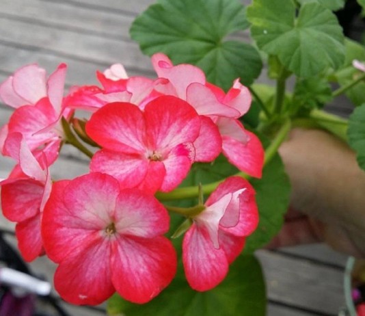 Пеларгония «Пинто Скарлет Стар F1» - Красивоцветущие Пеларгония «Пинто Скарлет Стар F1»