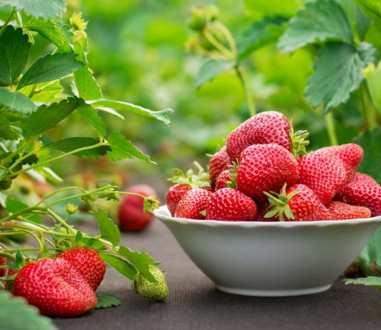 Почему моя клубника никогда не болеет серой гнилью