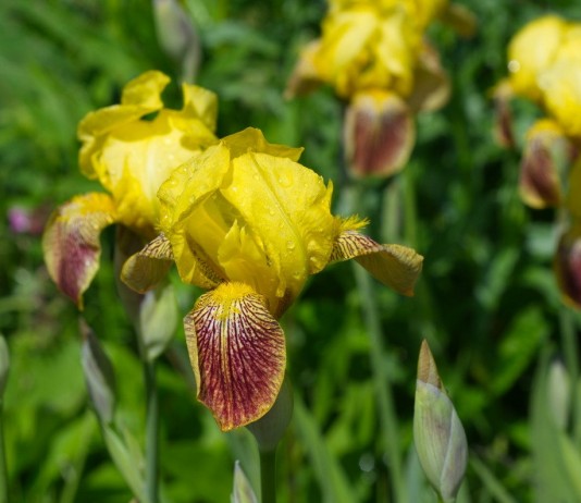 Сибирские ирисы — нежная красота и минимум забот