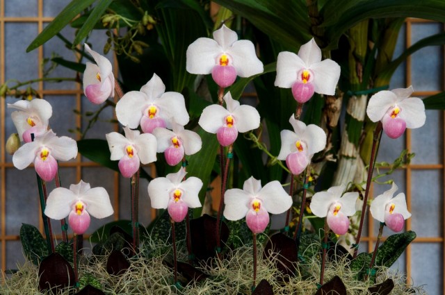 Пафиопедилум «Деперле» (Paphiopedilum delenatii x Paphiopedilum primulinum)