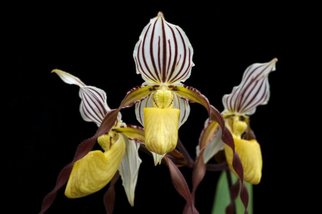 Пафиопедилюм филлипинский (Paphiopedilum philippinense