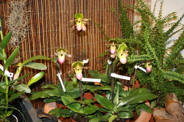 Пафиопедилумы «Пиноккио» (Paphiopedilum Pinocchio)