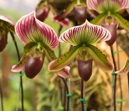 «Венерины башмачки», или Пафиопедилум — легенда среди комнатных орхидей - Красивоцветущие «Венерины башмачки», или Пафиопедилум — легенда среди комнатных орхидей