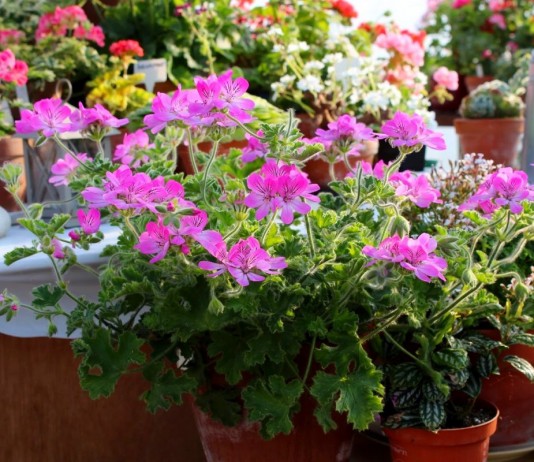 Видовые пеларгонии — комнатные цветы в стиле «ретро»