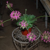 Пеларгония потучневшая (Pelargonium incrassatum)