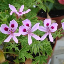 Пеларгония лимонная (Pelargonium citronellum) 