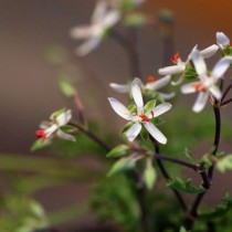 Пеларгония роголистная (Pelargonium ceratophyllum)